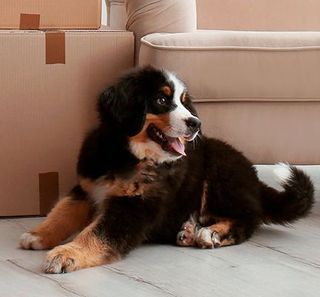 chiot bouvier bernois devant des cartons de déménagement