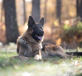 Chien marron et noir allongé dans l'herbe dans la forêt