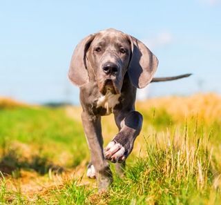 Dogue allemand en gros plan