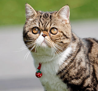 Gros plan sur un exotic shorthair