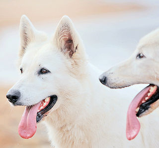 Berger blanc suisse 