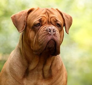 Dogue de Bordeaux en pleine nature