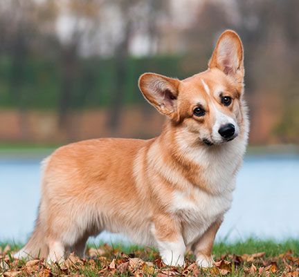 Corgi en pleine nature