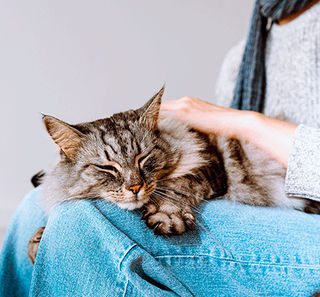 Chat sur sa maîtresse