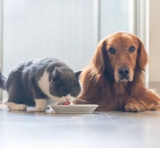 Chien et chat couchés en intérieur