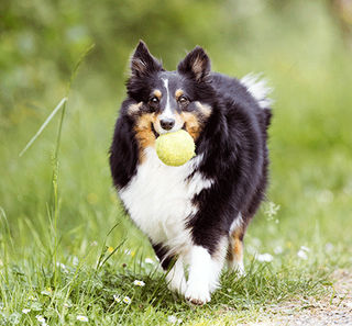 Chien ayant une balle dans la gueule 