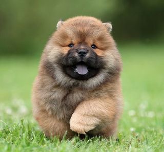 Chiot chow-chow qui court