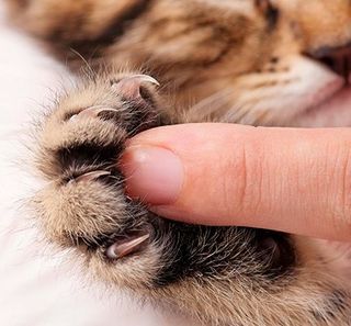 Maîtresse touchant les griffes de son chat