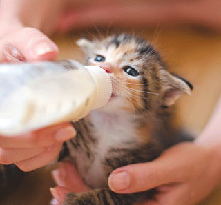 Maîtresse donnant le biberon à son chaton 