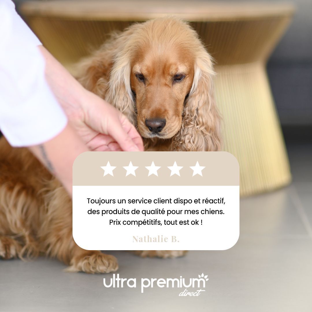 Arthrose chez le chien : Symptômes et traitement - Blog Ultra Premium Direct