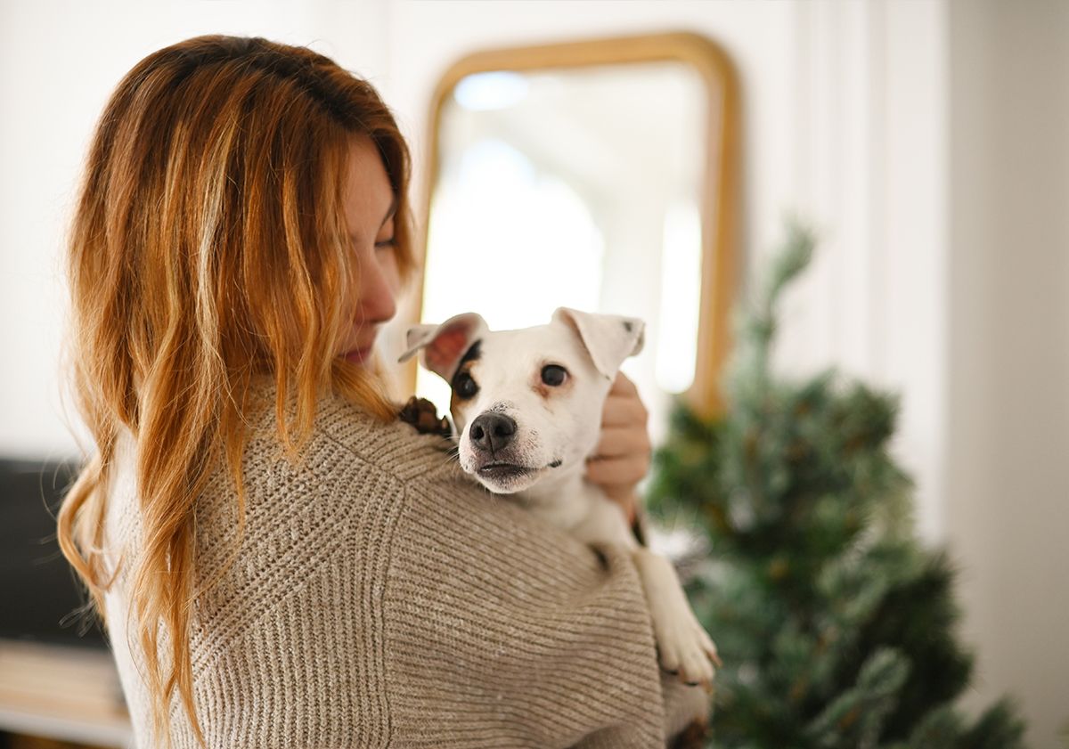 Faire un cadeau pour son chien ou chat à Noël - Santévet