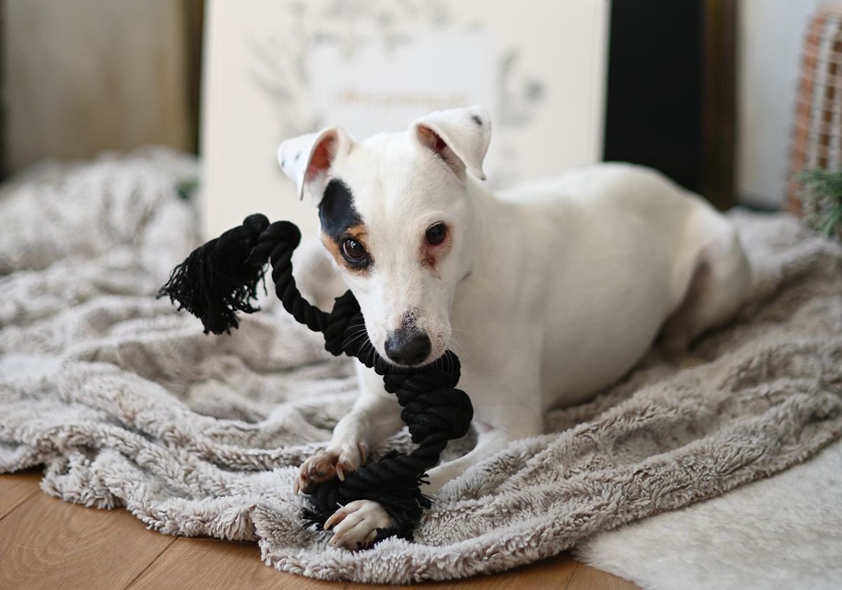 Chien couché sur son plaid avec un jouet dans la gueule