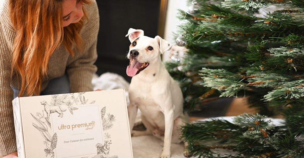 24 accessoires pour chien ultra-chic à offrir à Noël