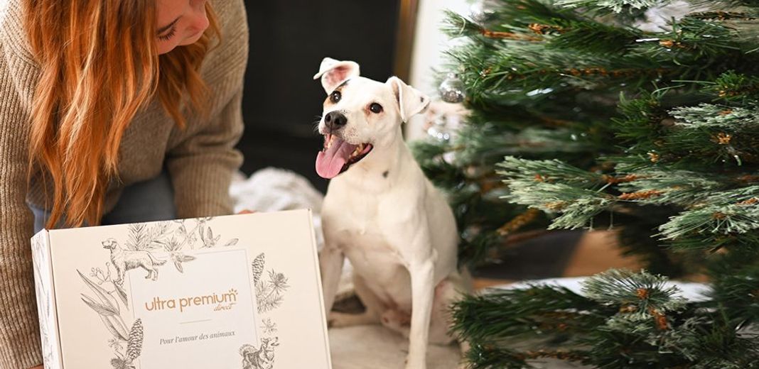 Jack Russell recevant la box de Noël d'Ultra Premium Direct