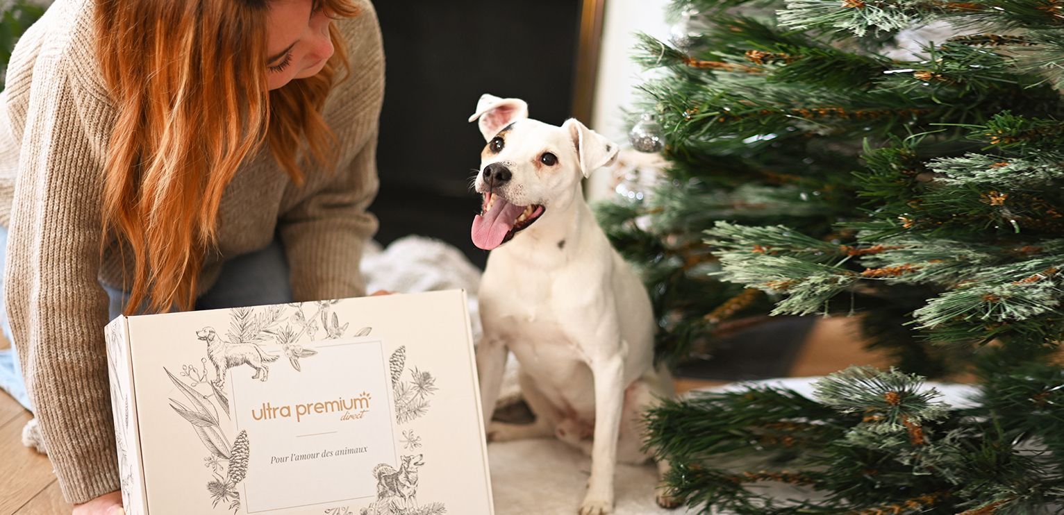 Cadeau de Noel pour chien chat : 6 idées pour leur faire plaisir