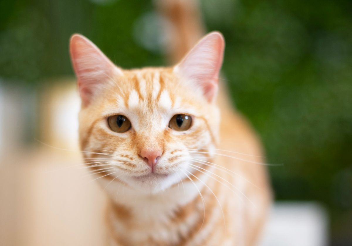 Les chats roux : caractère, races, particularités