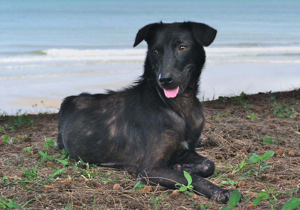 Chien sujet à la démodécie