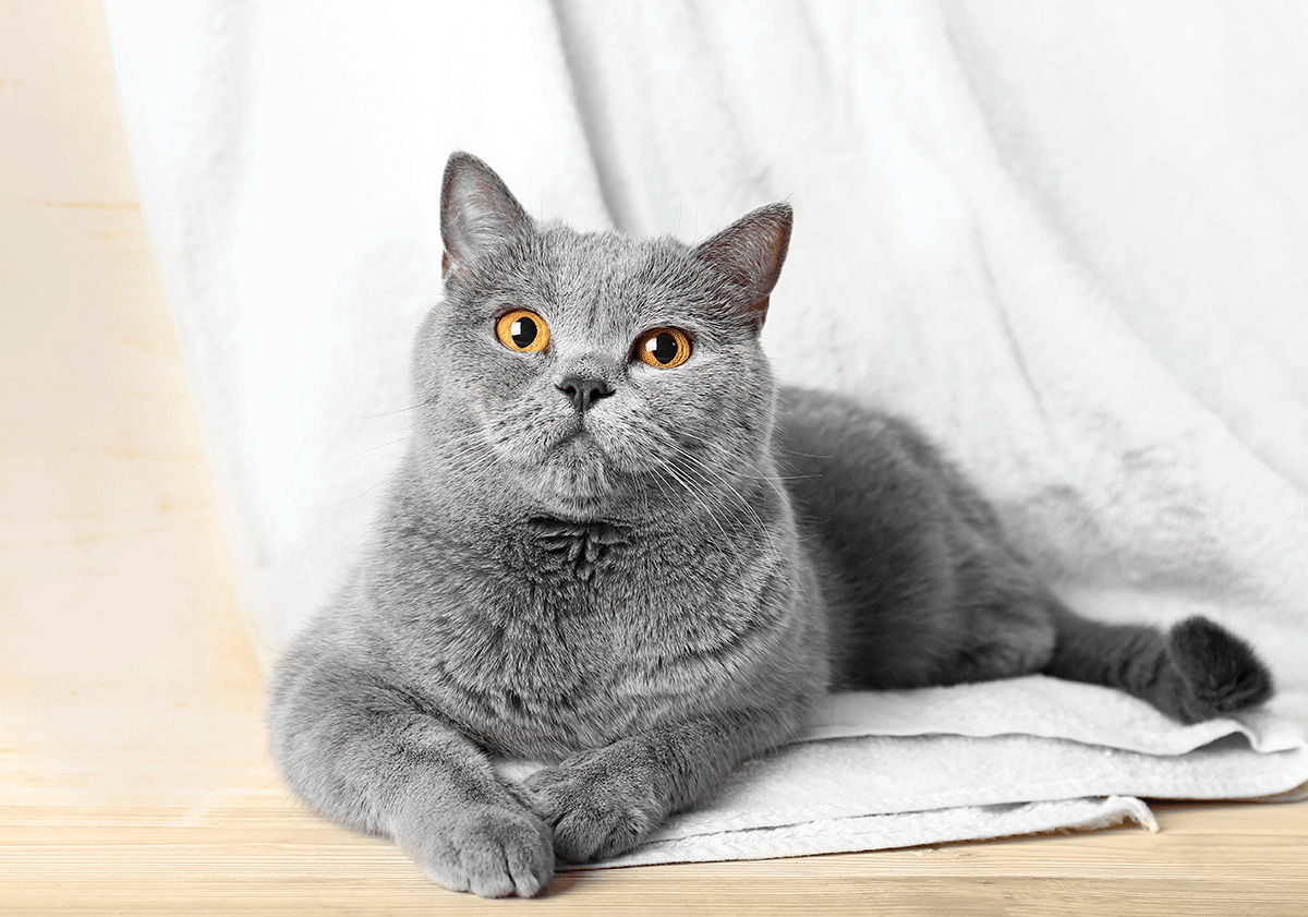 Chartreux