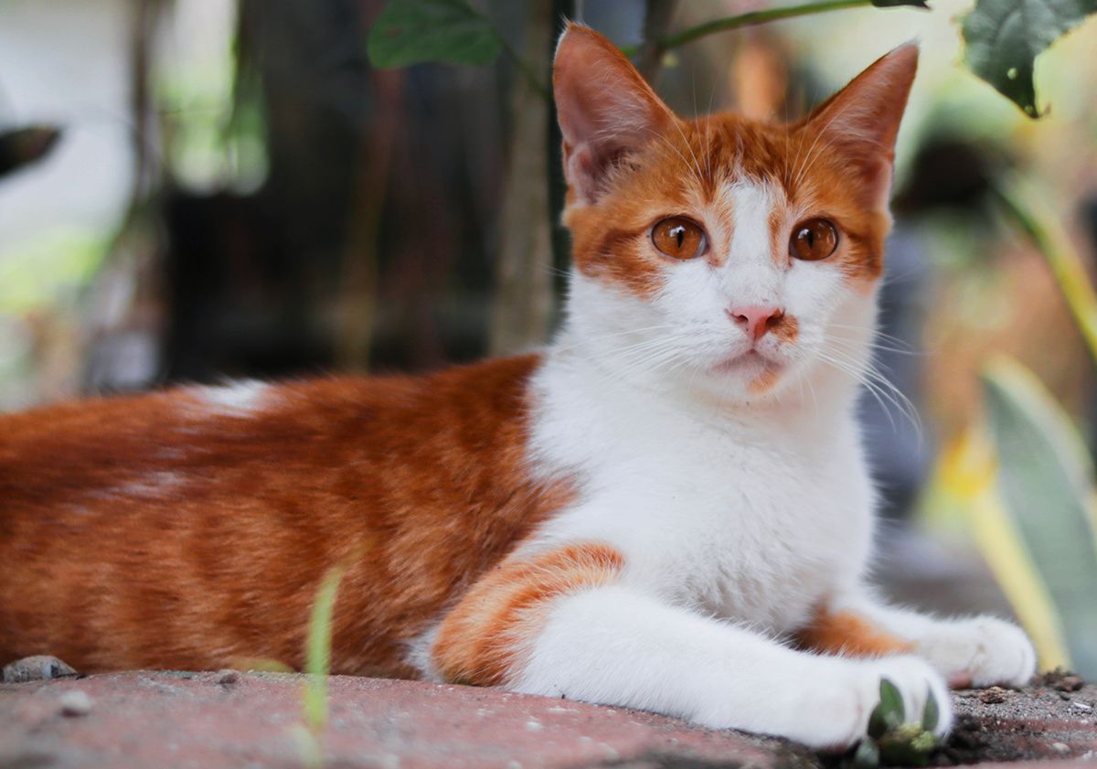 Javanais, race de chat hypoallergénique