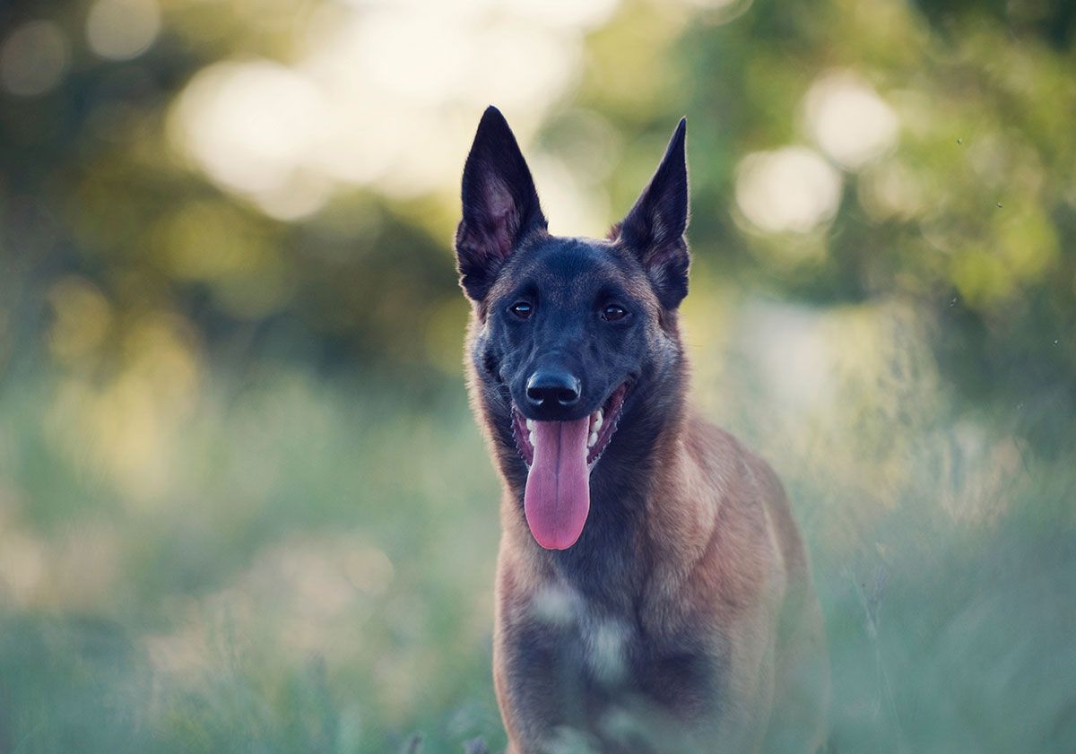 Malinois