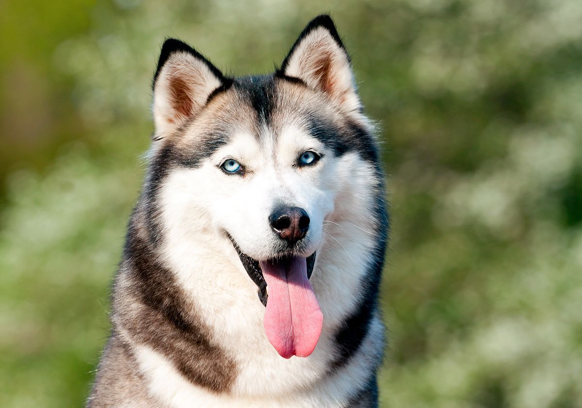 husky