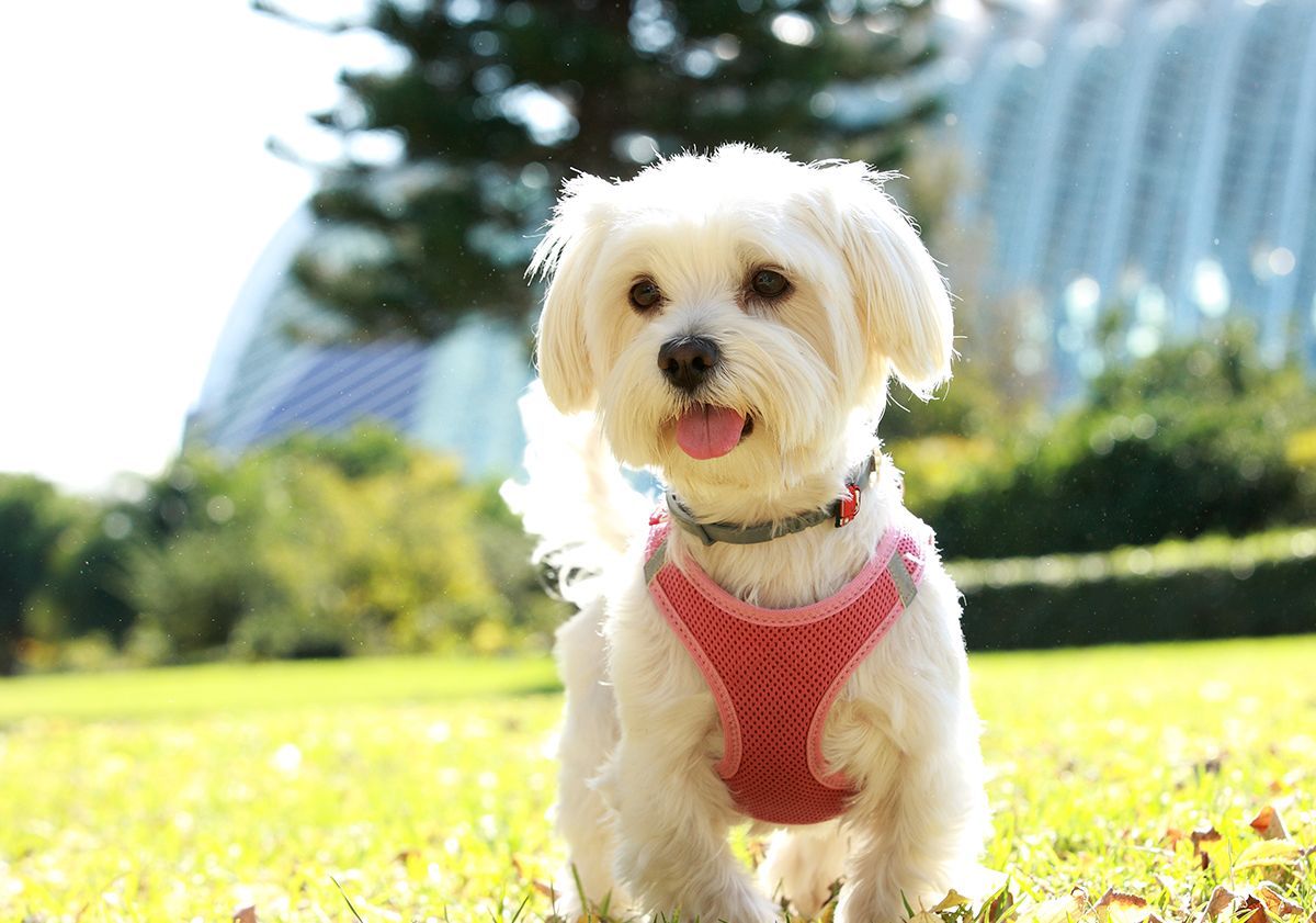 race de petit chien bichon maltais