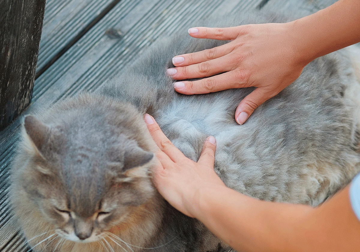 Maîtresse inspectant son chat