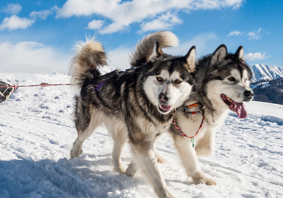 malamute de l'alaska chien de traîneau