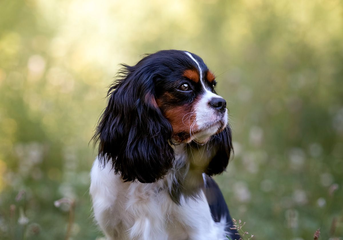 cavalier king charles dans la nature