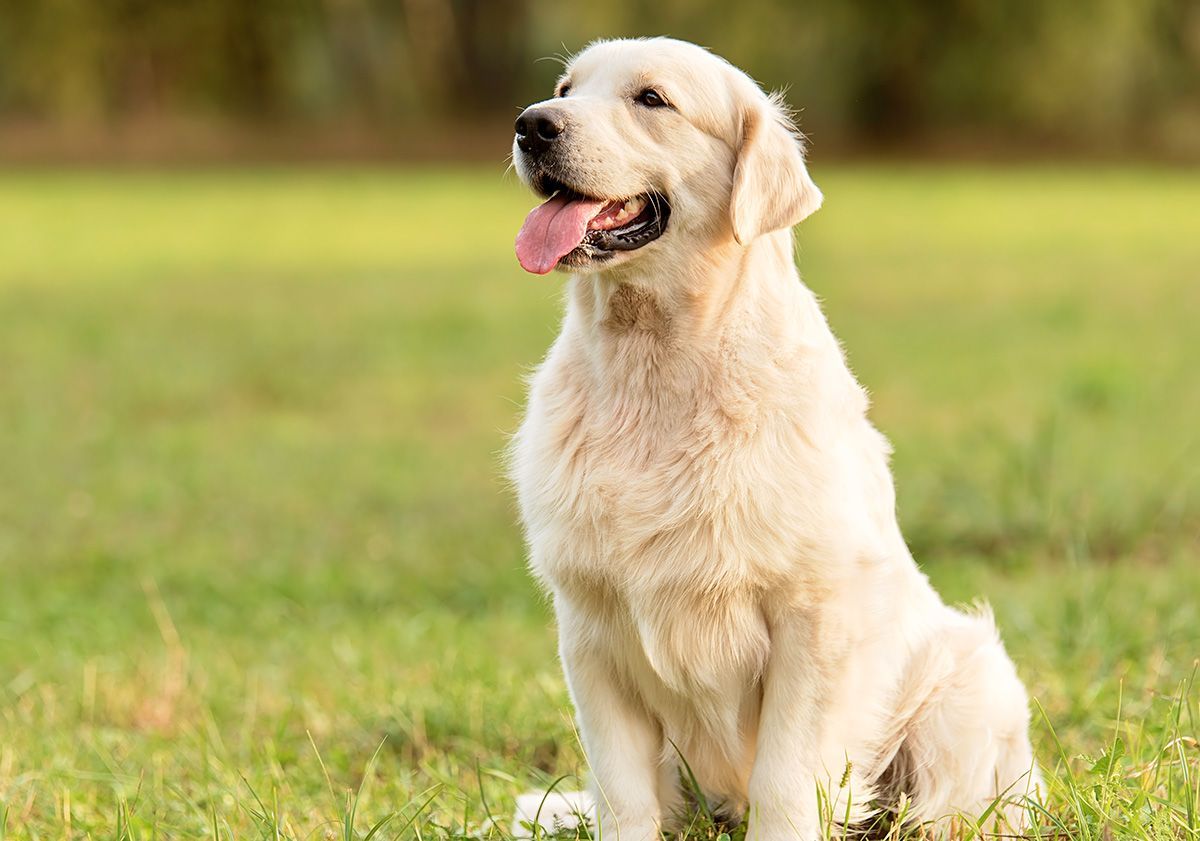 Golden Retriever assis dans l'herbe