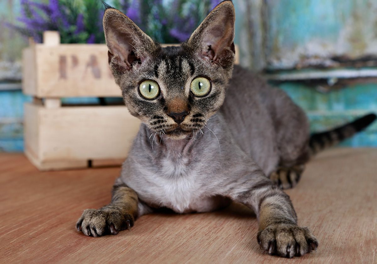 Chaton Devon Rex aux yeux verts et au pelage gris foncé