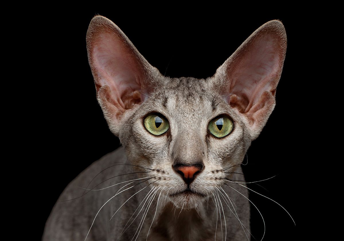 chat peterbald