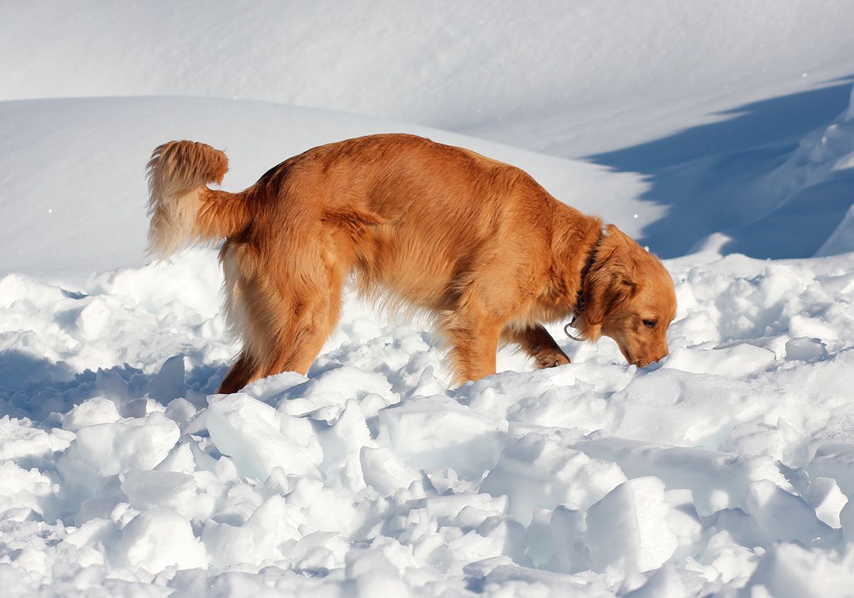 chien d'avalanche cherchant des victimes dans la neige