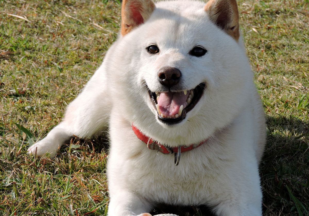 Shiba Inu blanc allongé dans l'herbe