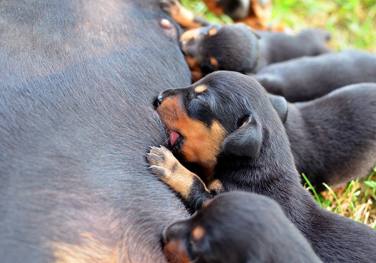 chiots léchant le lait de leur mère