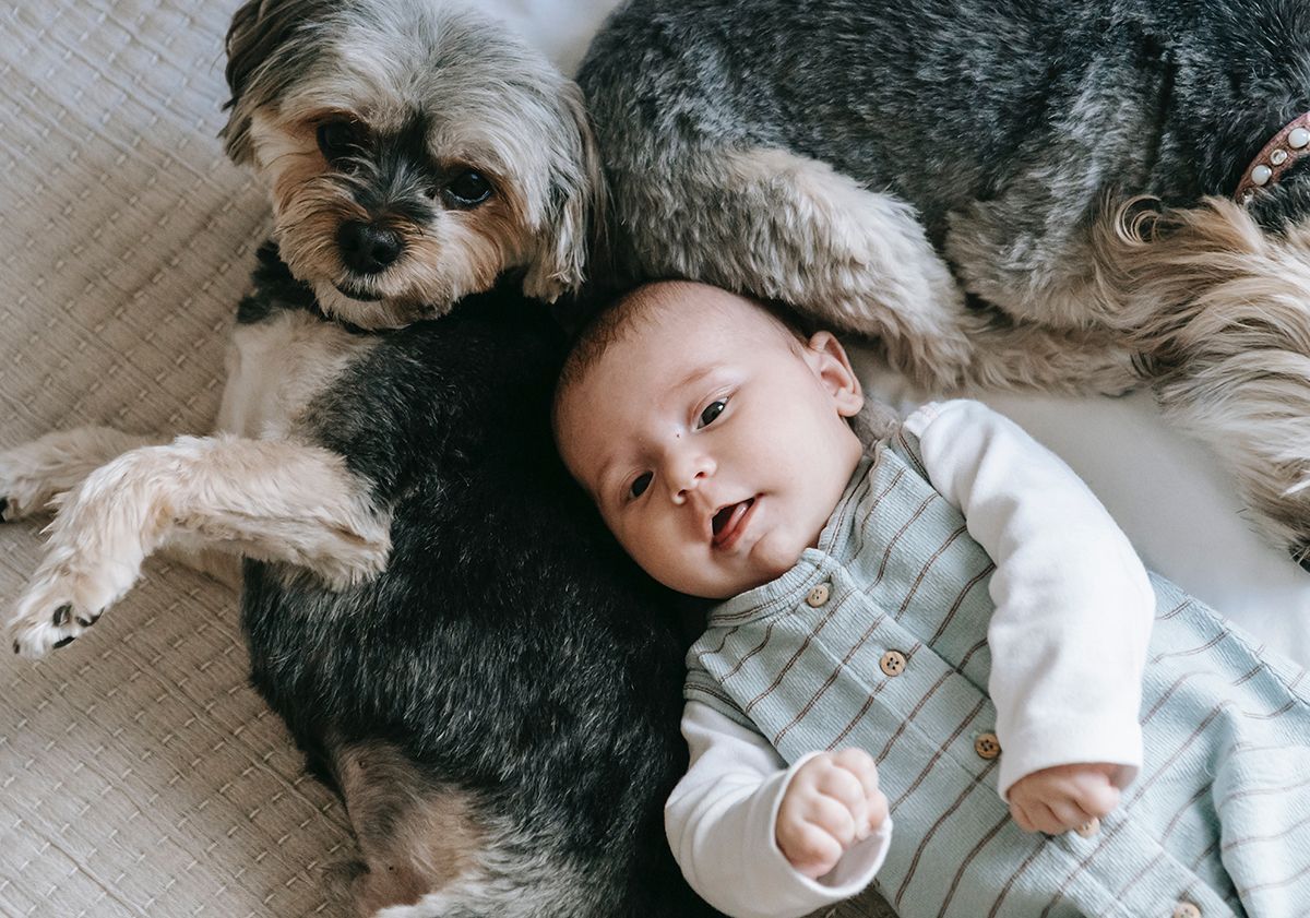 Bébé allongé sur un lit avec 2 chiens à ses côtés