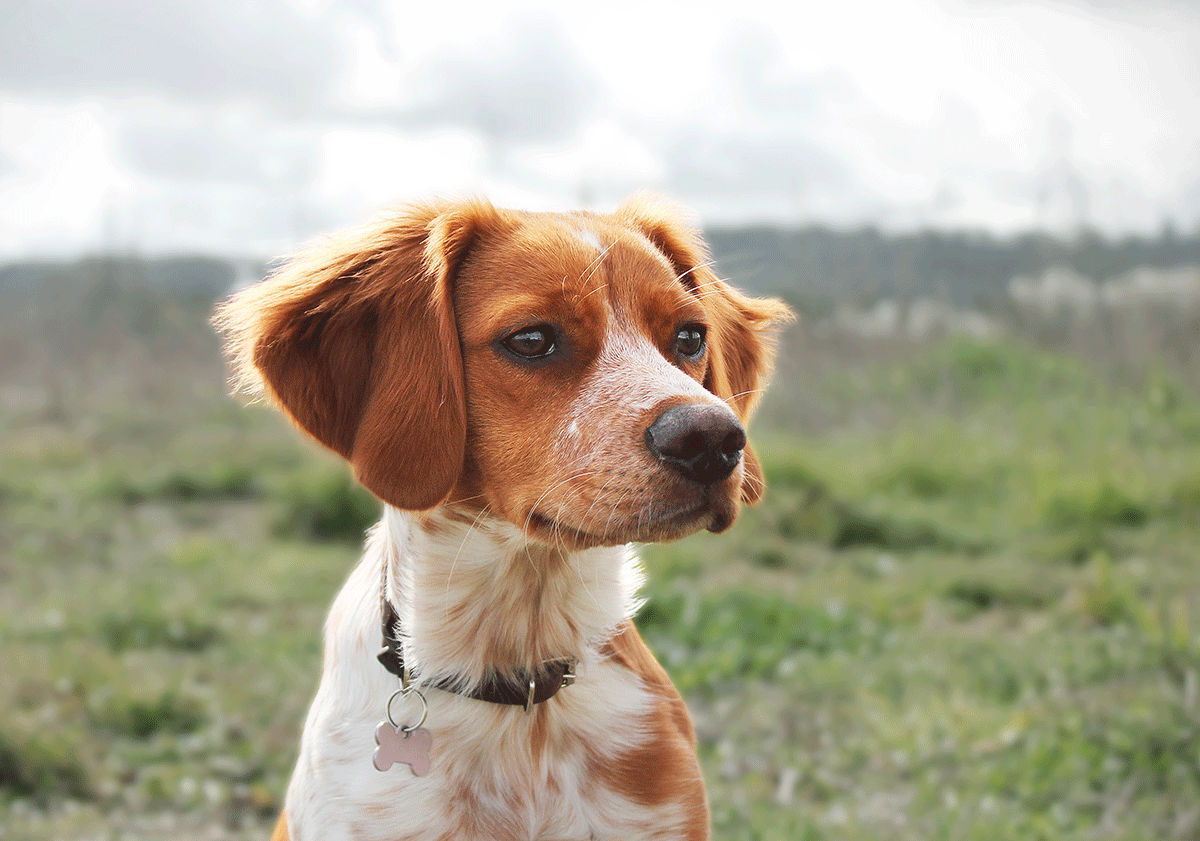 Pourquoi les grands chiens vivent-ils moins longtemps que les petits chiens  ?