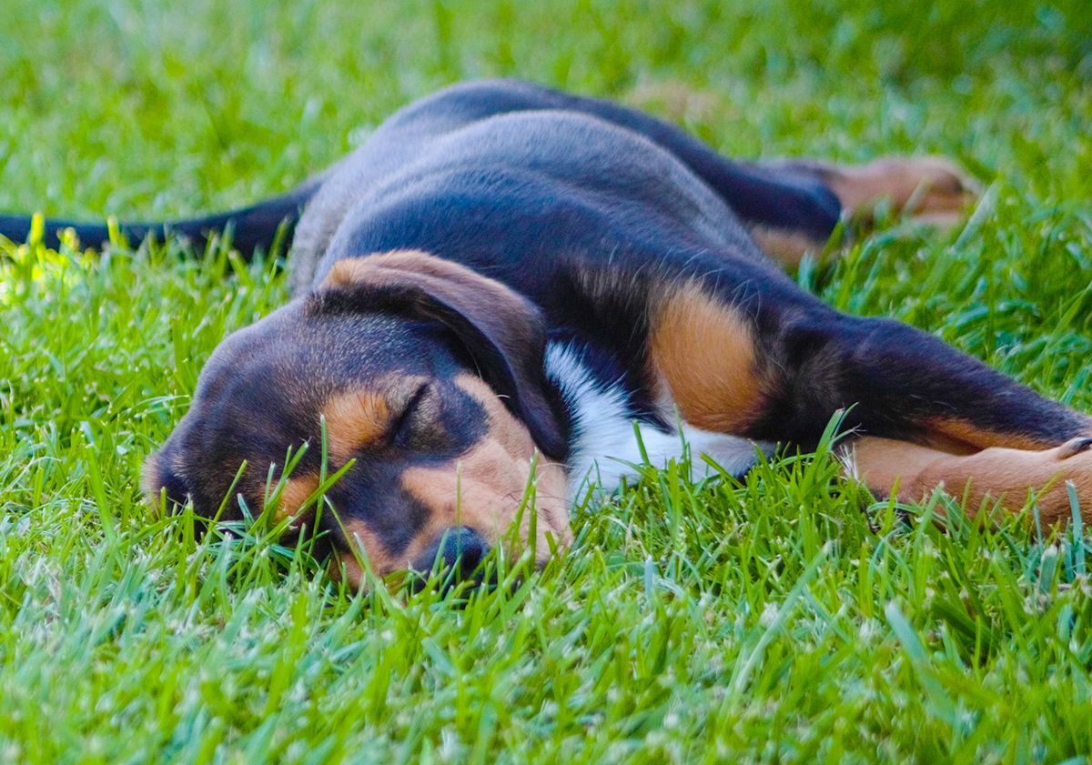 Chien couché sur du gazon