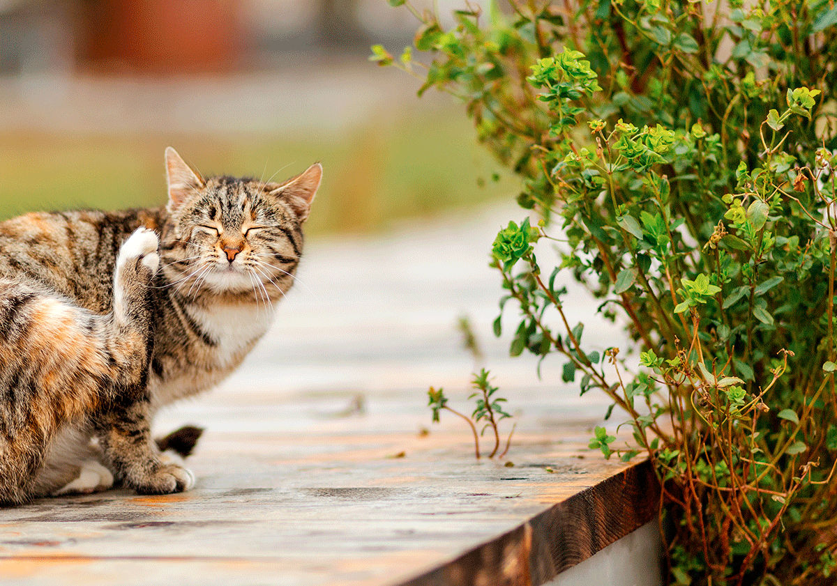 Chat qui se gratte