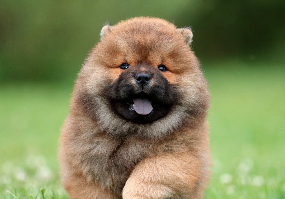 chiot chow-chow courant sur l'herbe