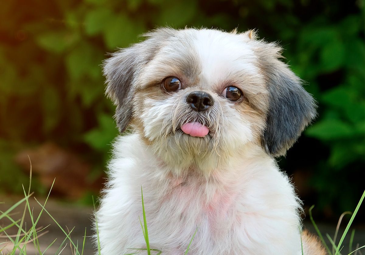 Shih tzu blanc et gris