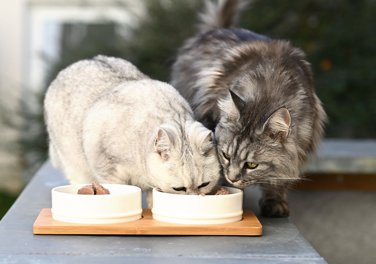 2 chats mangeant de la pâtée 