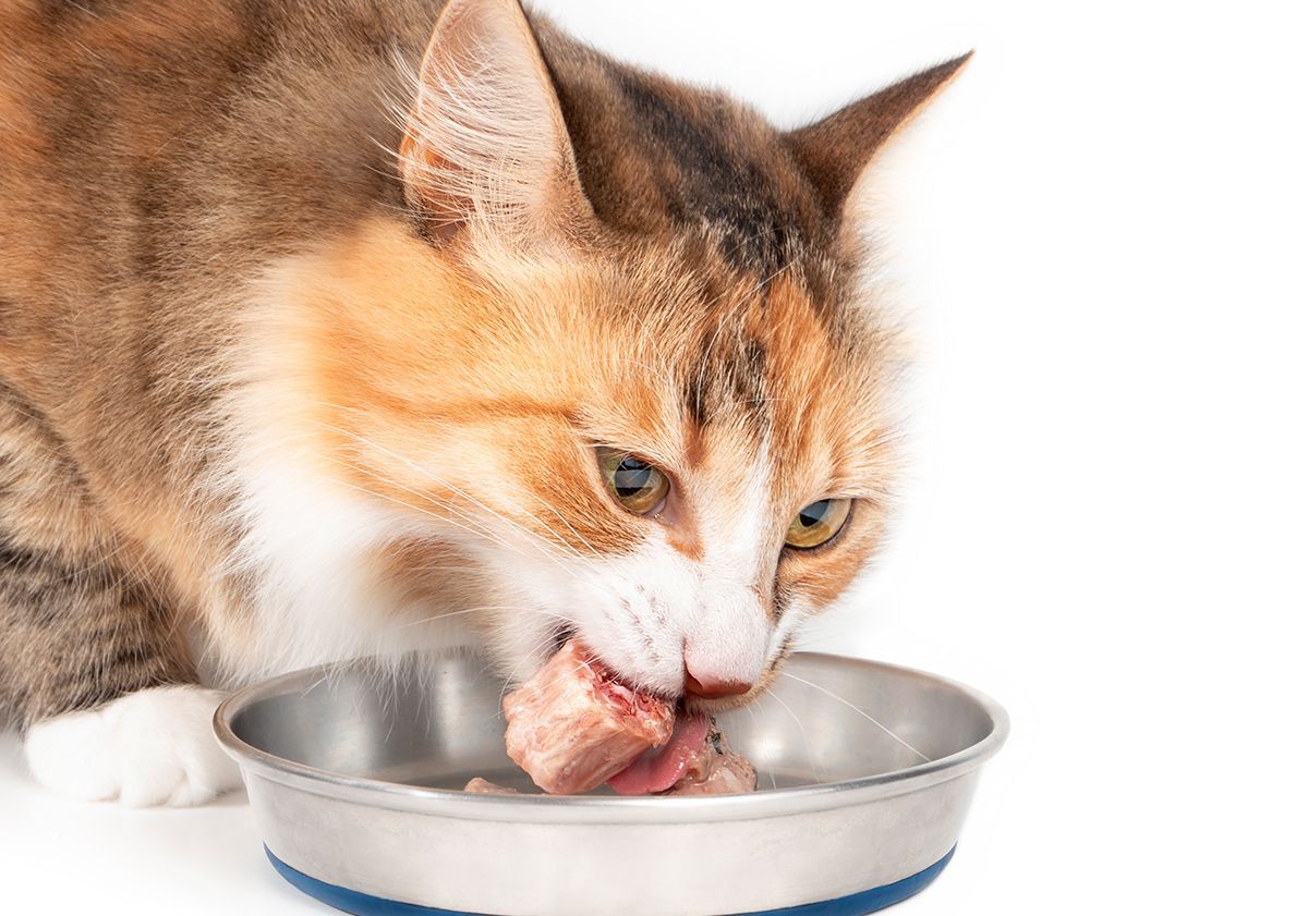 Alimentation BARF pour Chat OH'VEAU