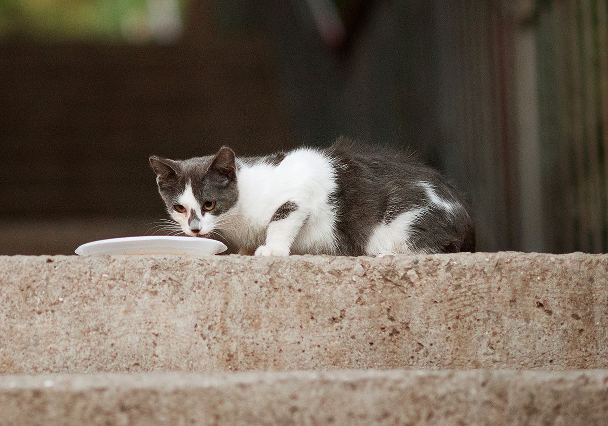 chaton buvant du lait sur une assiette