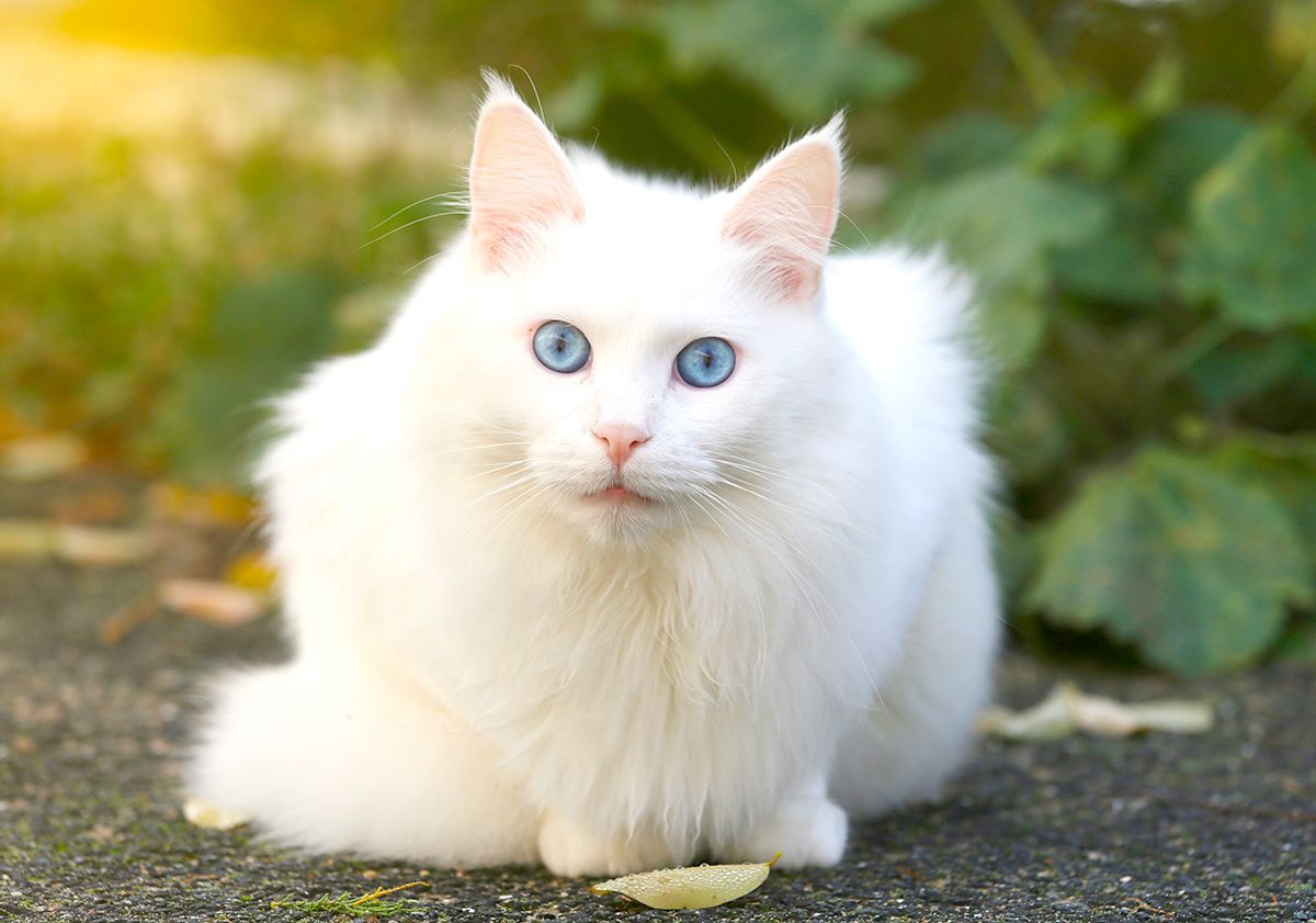 Angora turc