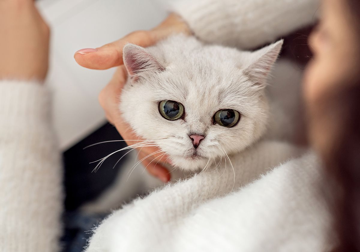 Chat sensible sur les genoux de sa maîtresse