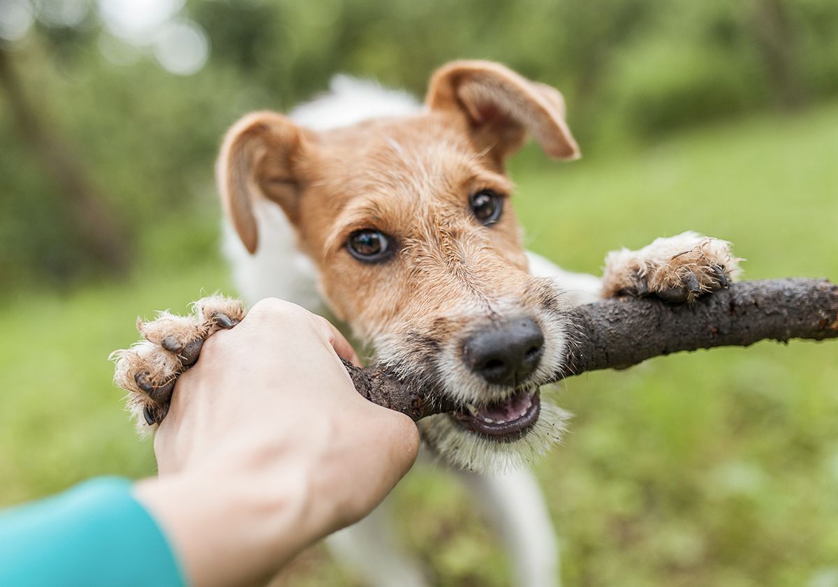 Chien hyperactif tirant sur un baton