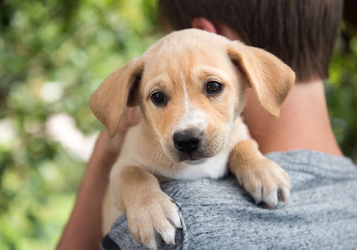 Chiot pleurant sur les épaules de son maître