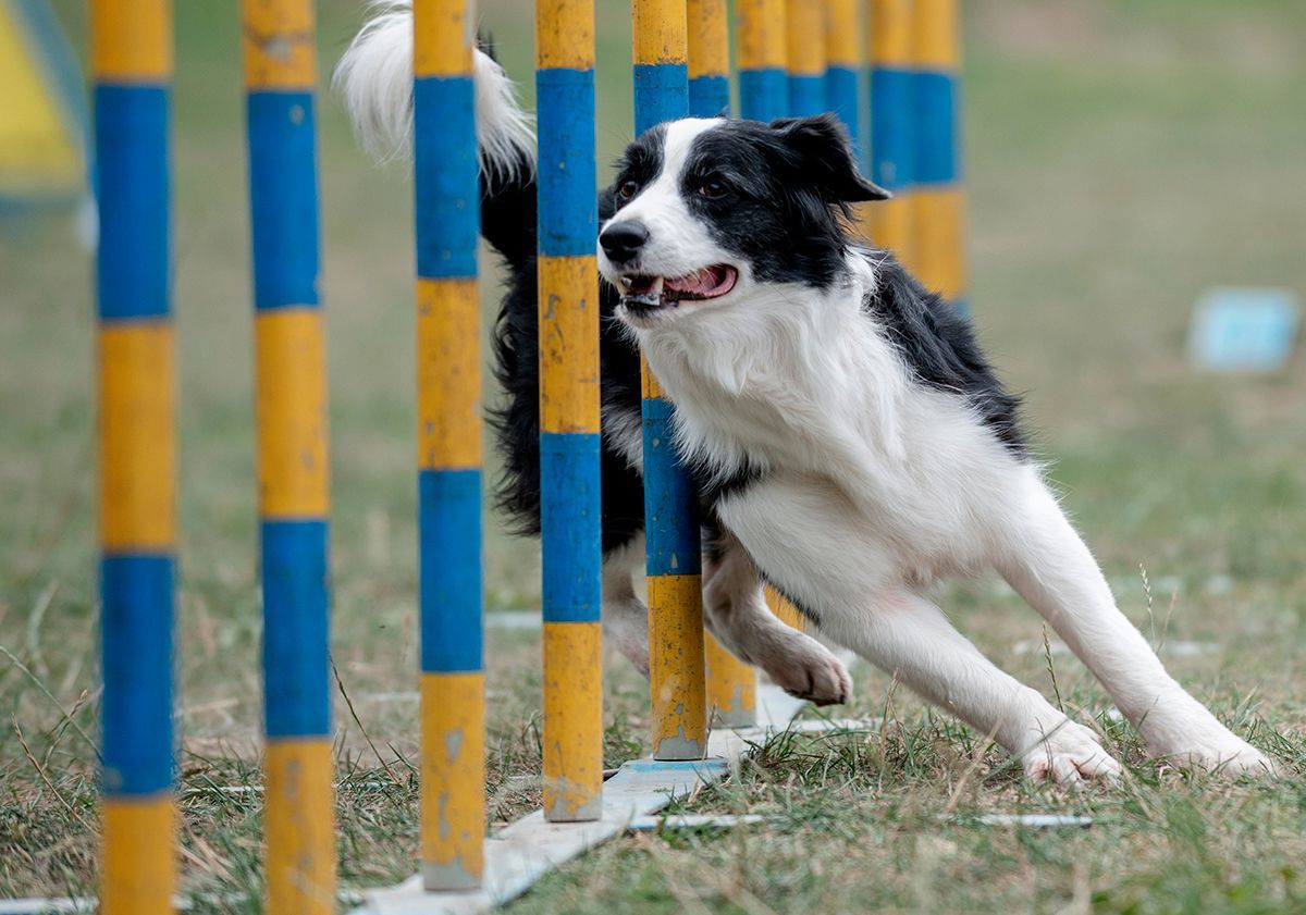 Chien sportif