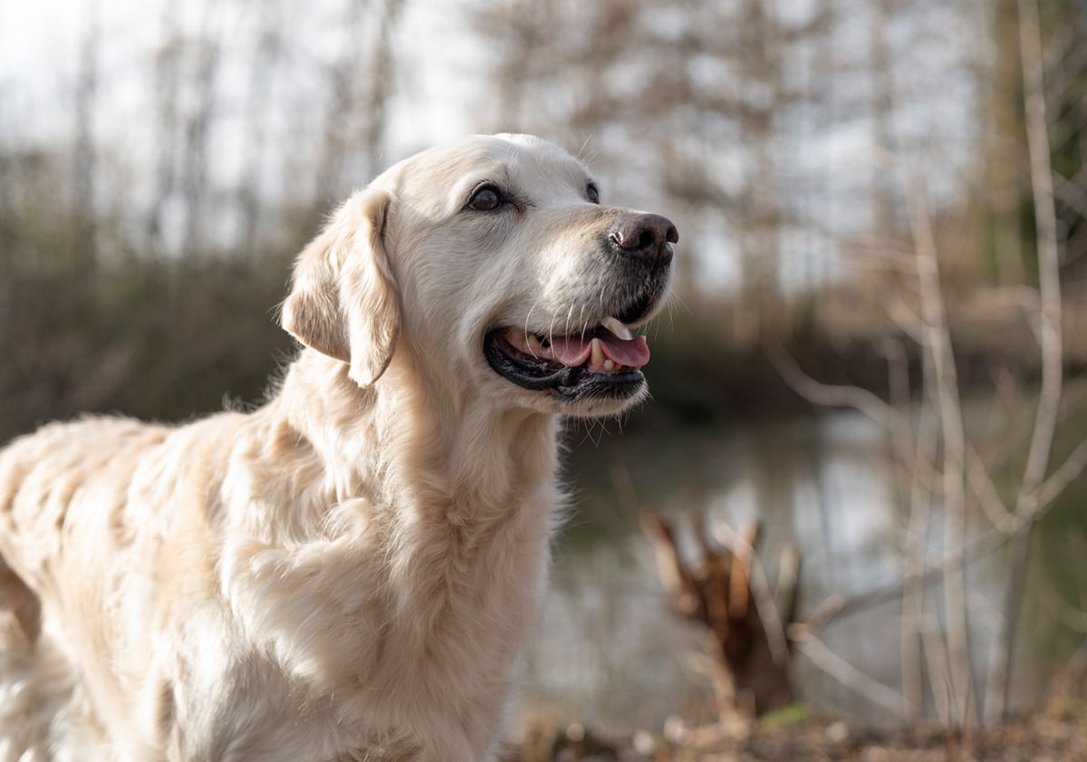 Chien stérilisé en extérieur